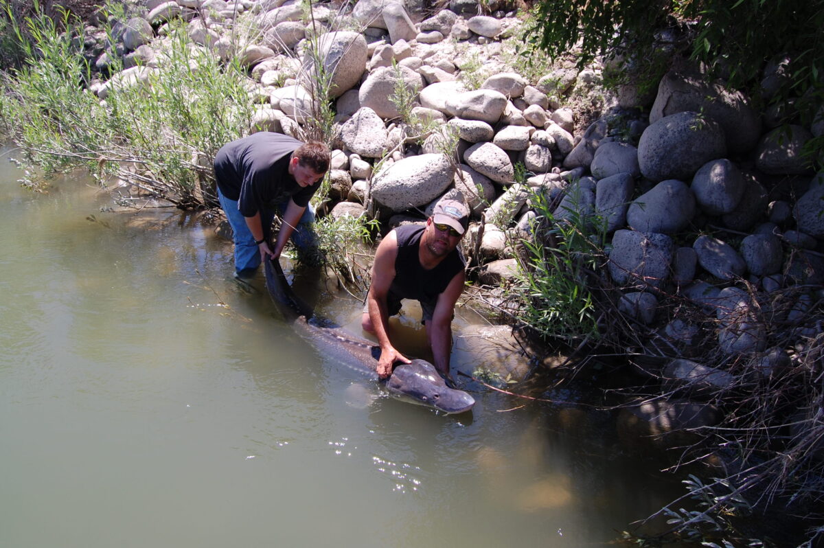 Catching sturgeon in Idaho, a perfect fishing trip News, Sports, Jobs